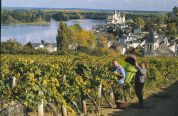 Vendanges vers Saumur