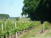 The vineyards in Anjou